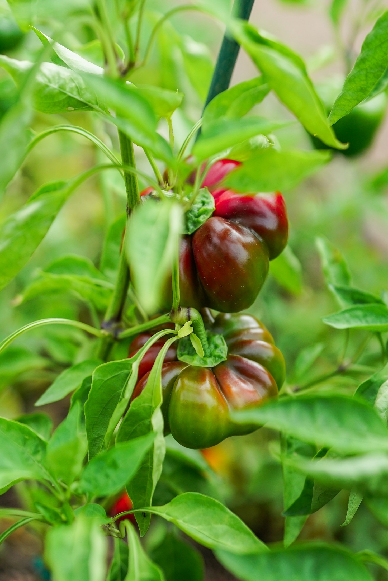 Organic Products and Their Role in Soil Preservation